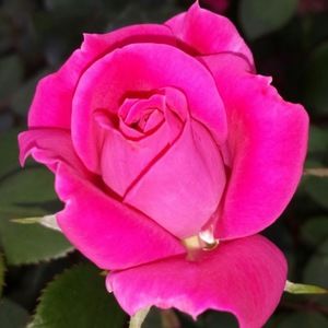 Meet your Posher, Nascar